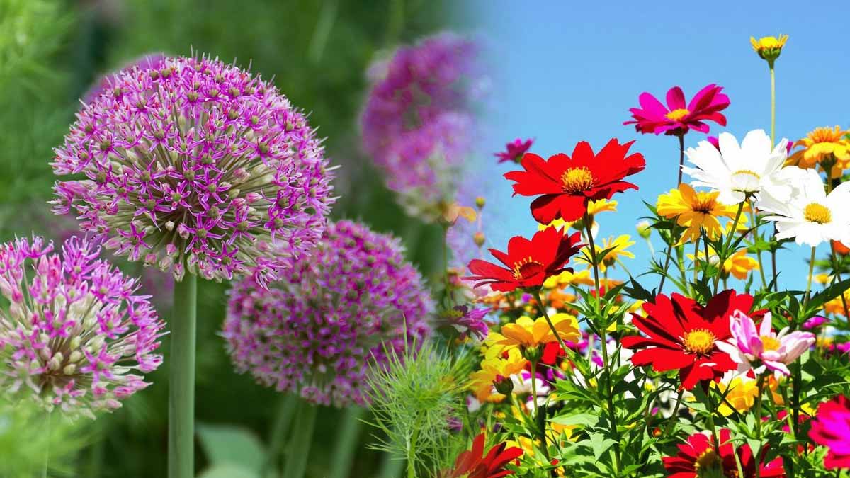 Ces 4 fleurs se plantent en mai et durent jusqu’en octobre  le secret de tout jardinier !